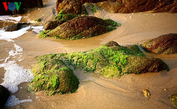 Primary beauty of Hoanh Son Beach  - ảnh 7